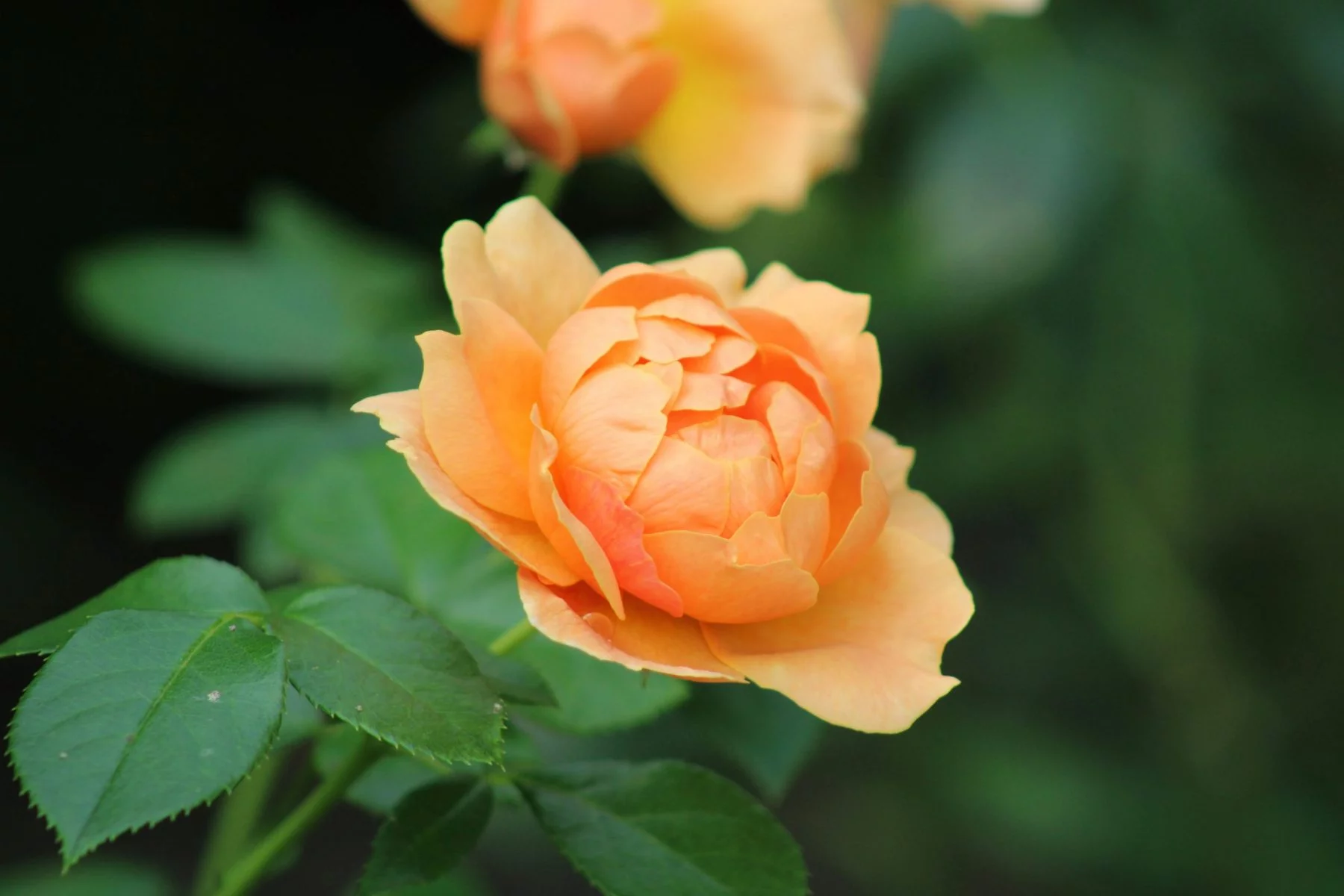Yoga & Mindfulness Retreat — General