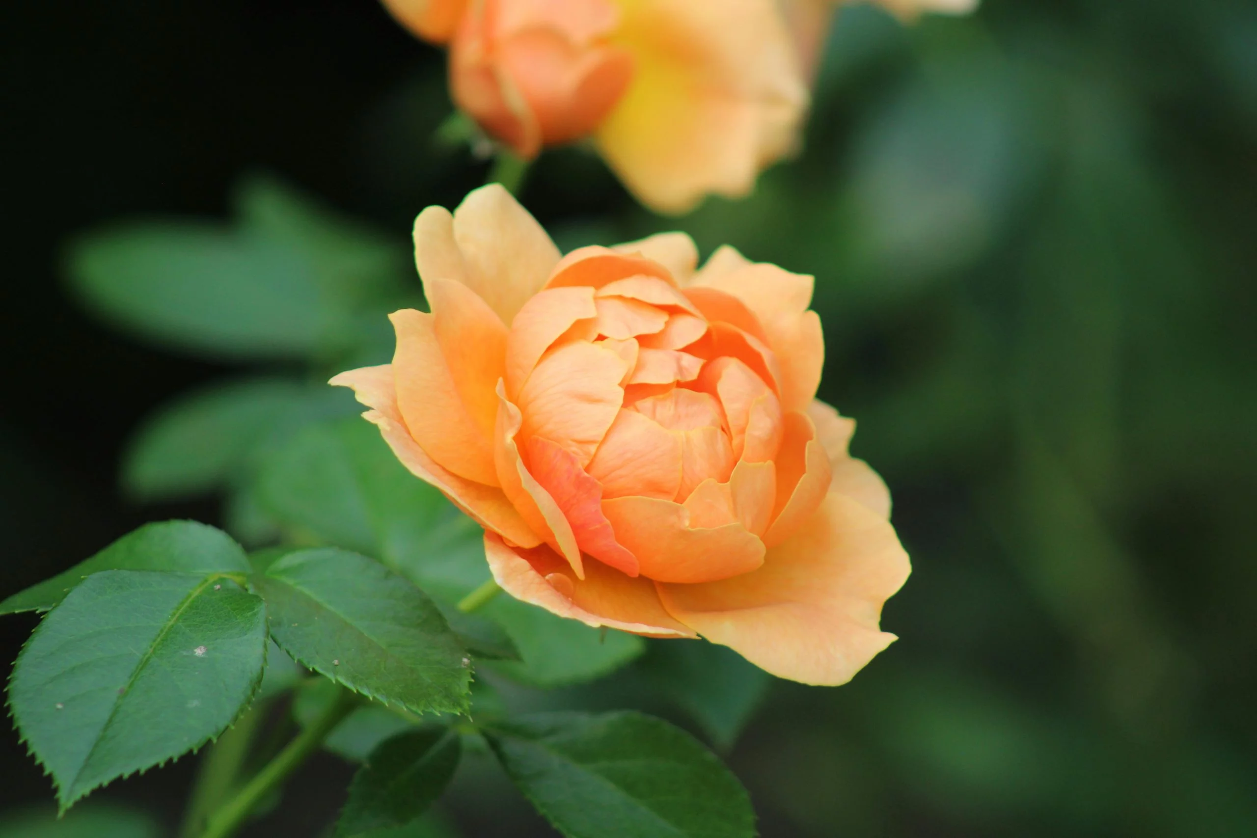 Ayurveda Detox Retreat — General